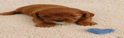 Cavapoo dogs for sale: Beautiful F1b Cavapoo’s 🧬 Health Tested Parents - Advert 8