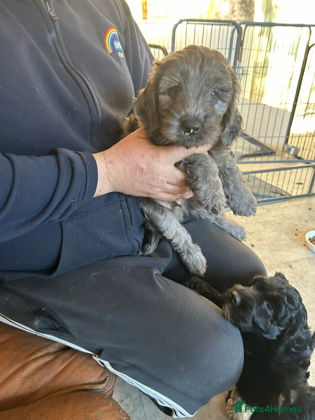 Cockapoo dogs for sale: Cockerpoo / cockapoo - Advert 5