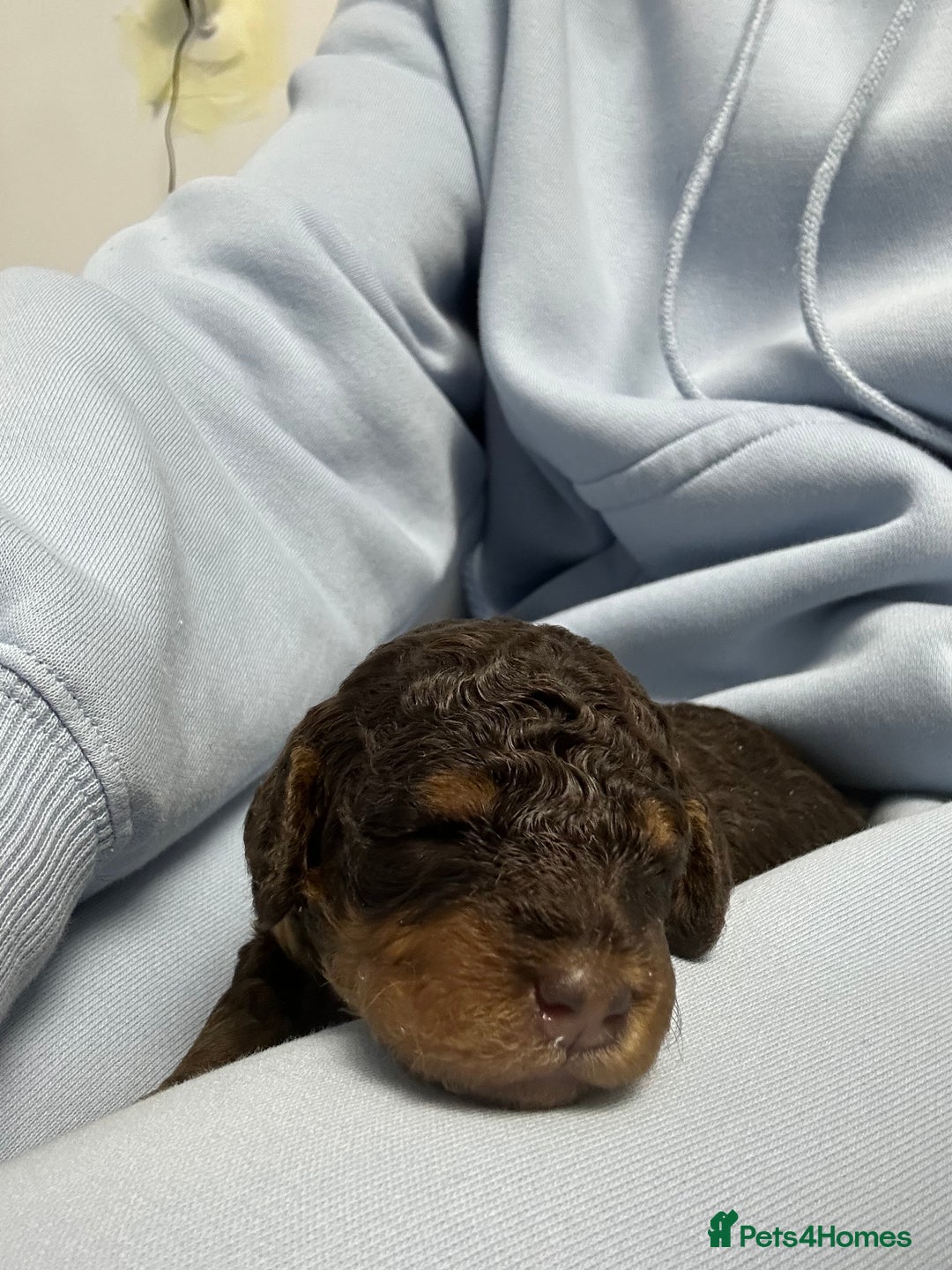 Toy Poodle dogs for sale: Toy poodle girls and boy - Image 20