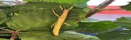 Mixed Breed invertebrates for sale: Various Invertebrates At Urban Exotics  - Advert 15