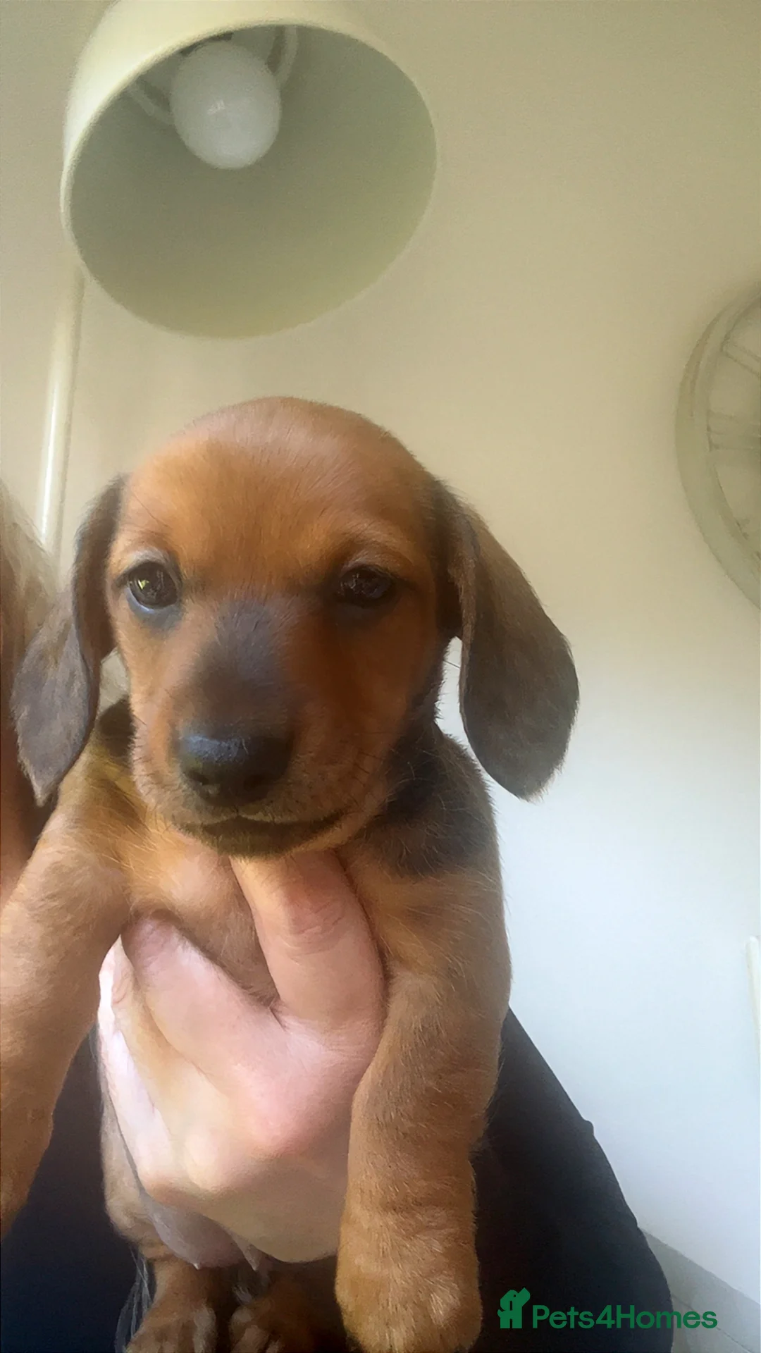 Miniature Dachshund dogs for sale: Stunning litter of beautiful babies  - Advert 2