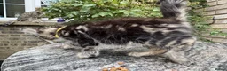 Maine Coon cats for sale: Maine Coon Bengal Cross Kittens - Advert 23