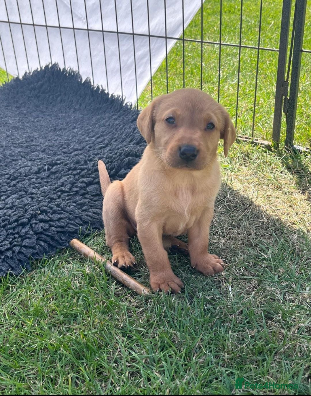 Labrador Retriever dogs KC Reg Working Labrador Pups for Sale - Advert 1