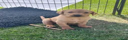 Labrador Retriever dogs for sale: KC Reg Working Labrador Pups for Sale - Advert 1