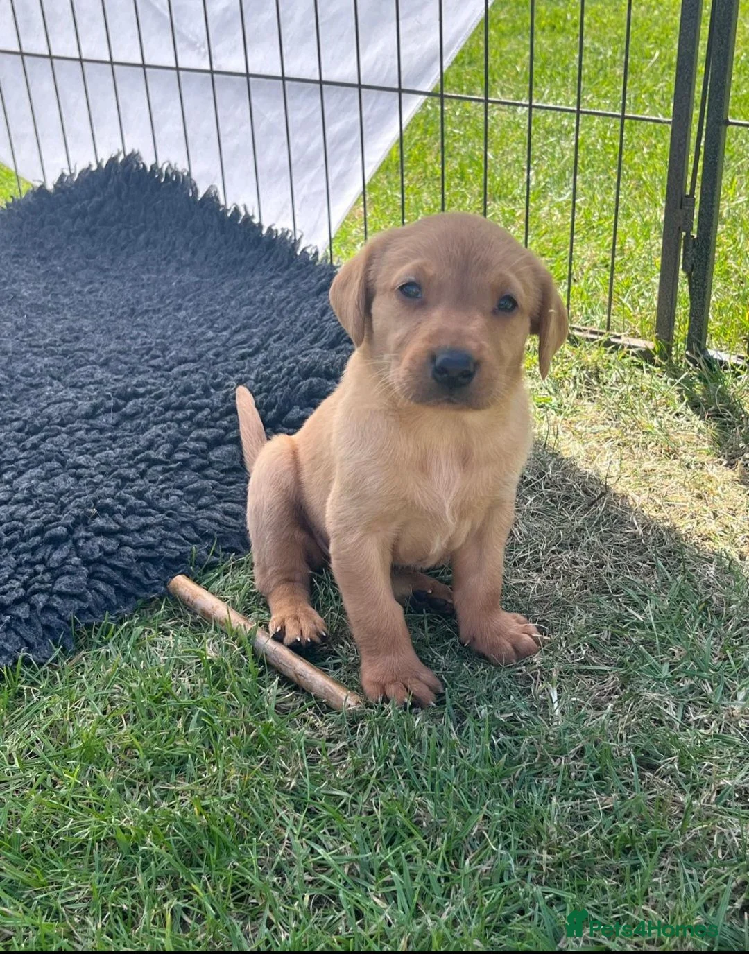 Labrador Retriever dogs for sale: KC Reg Working Labrador Pups for Sale - Advert 1