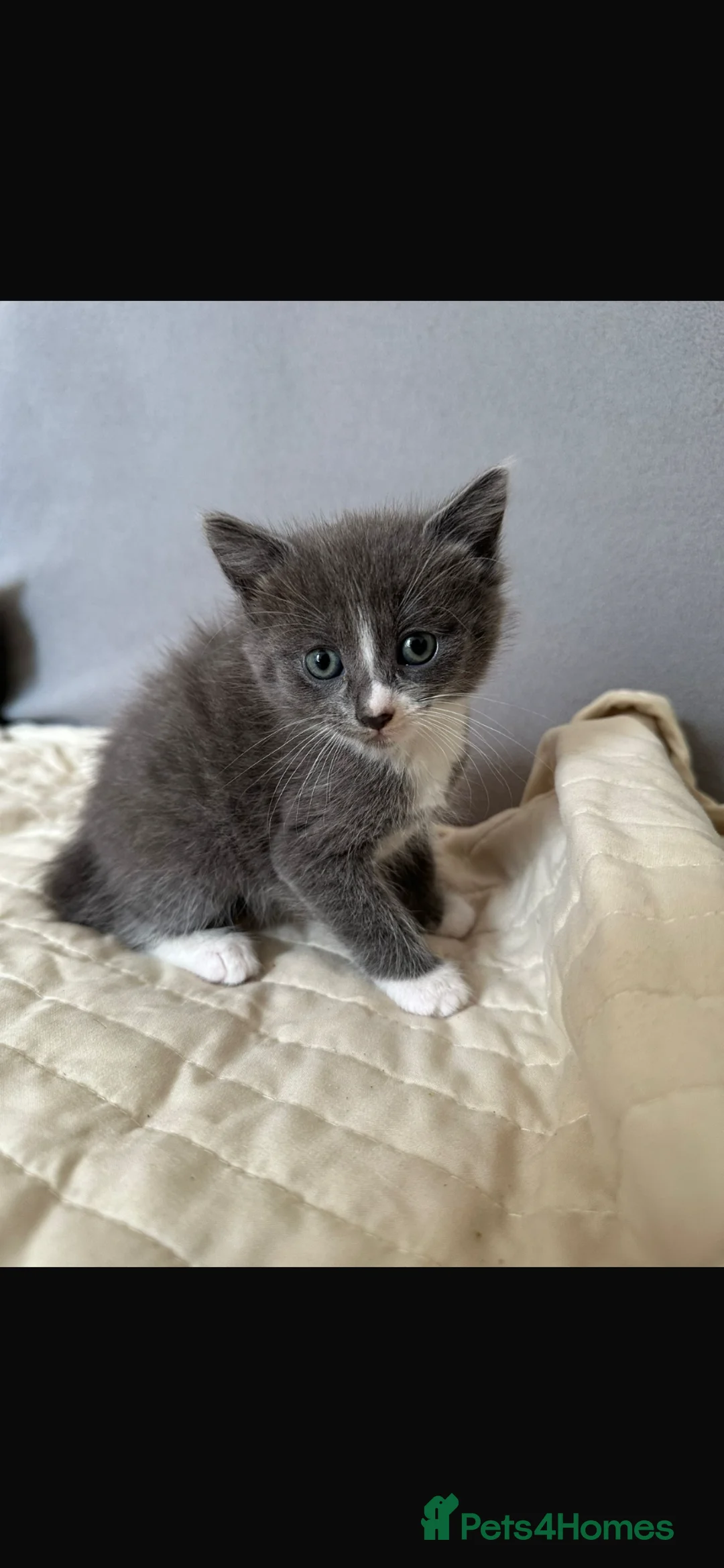 Mixed Breed cats for sale: Mixed breed Persian/domestic shorthair kitten - Advert 1