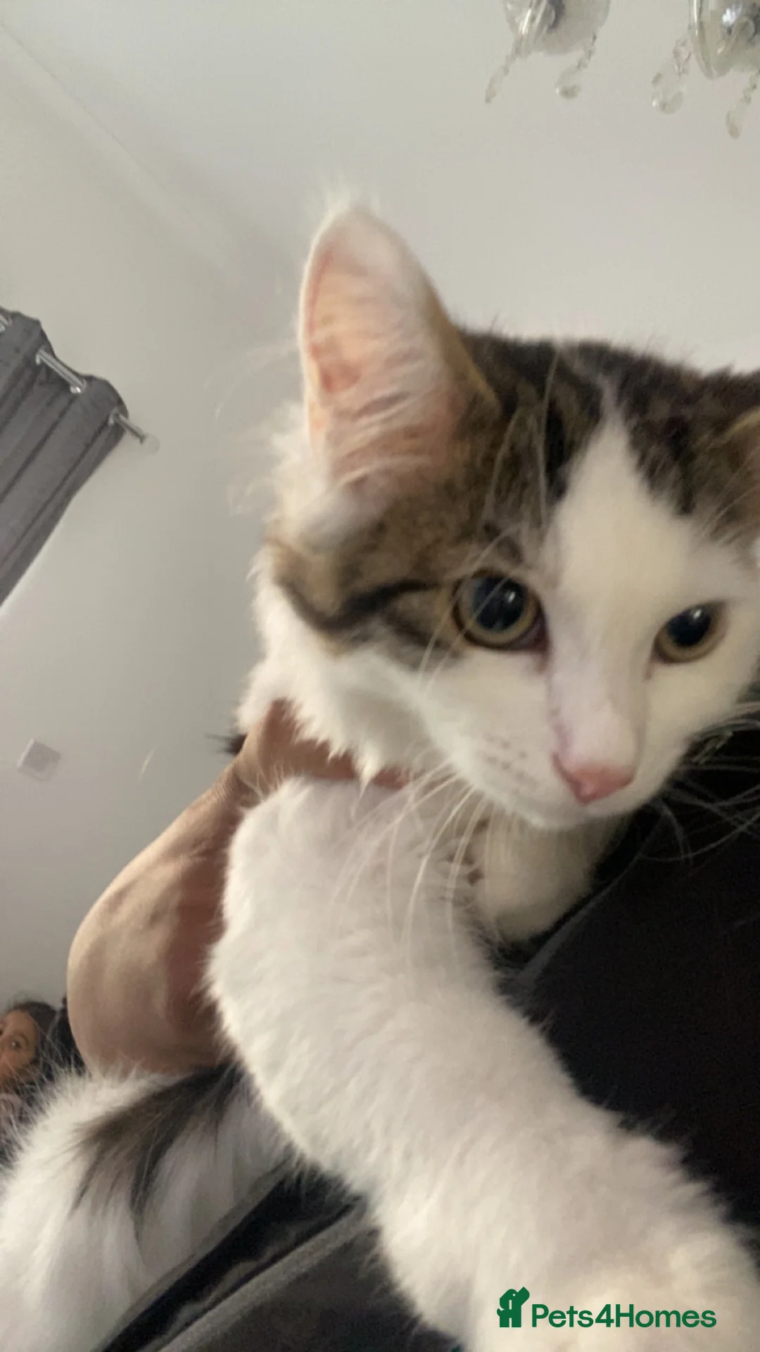 Mixed Breed cats for sale: Gorgeous boy  in Sunderland - Advert 2