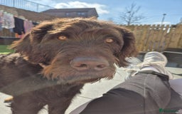 Labradoodle dogs for sale: charlie  - Image 7