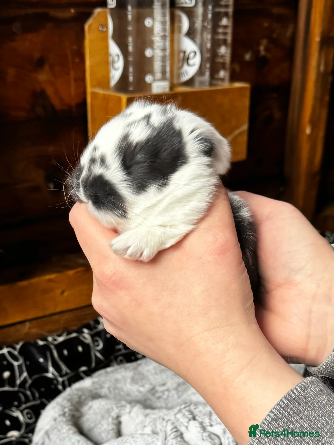 French Lop rabbits for sale: 🩷Pure bred French lop kits🩵 - Advert 21