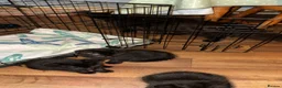 British Longhair cats for sale: Black British long haired cats  in Buckingham - Advert 4