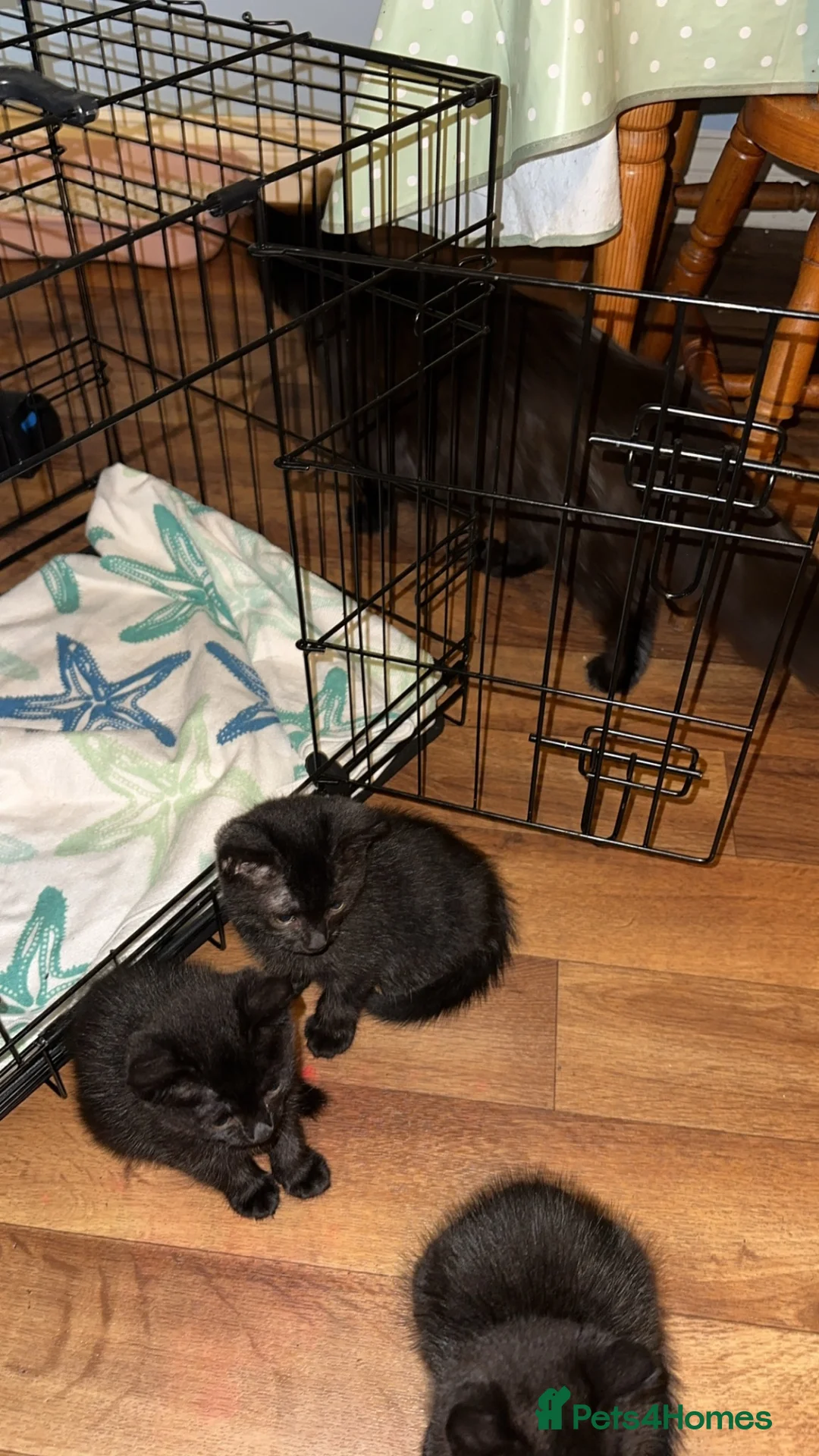 British Longhair cats for sale: Black British long haired cats  in Buckingham - Advert 4
