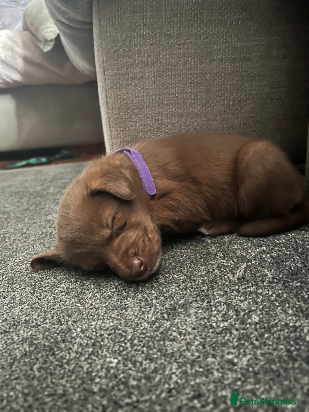 Mixed Breed dogs for sale: Labsky puppies  - Advert 10