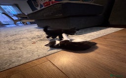 Mixed Breed cats for sale: 4 adorable kittens looking for a new home - Image 15