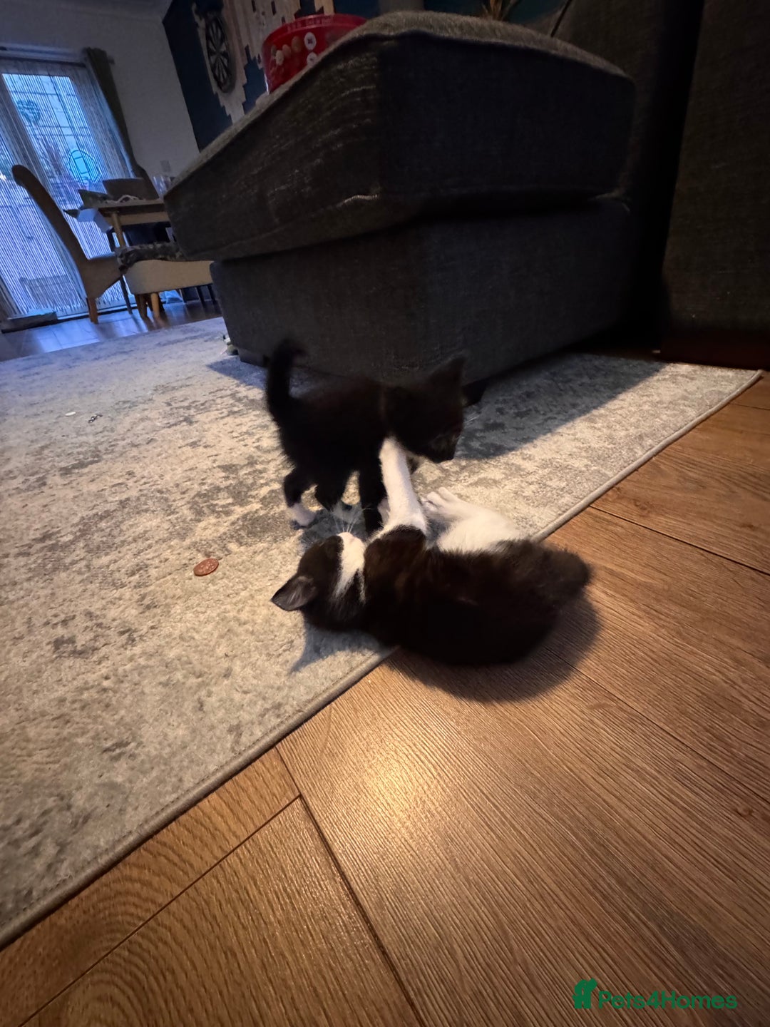 Mixed Breed cats for sale: 4 adorable kittens looking for a new home - Image 15