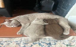 British Shorthair cats for sale: GCCF Active Lilac British Shorthair - Image 6