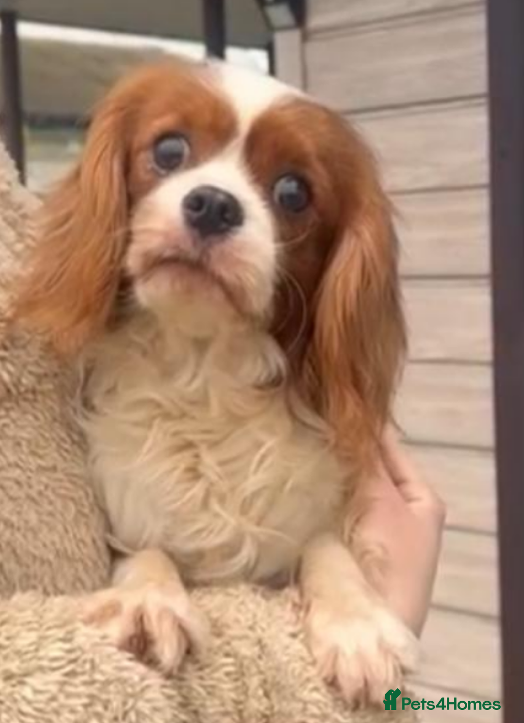 Cavalier King Charles Spaniel dogs for adoption:  BISCUIT – Cavalier King Charles Spaniel (Male) - Advert 1