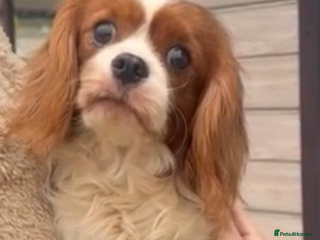 Cavalier King Charles Spaniel dogs BISCUIT – Cavalier King Charles Spaniel (Male) - Advert 2