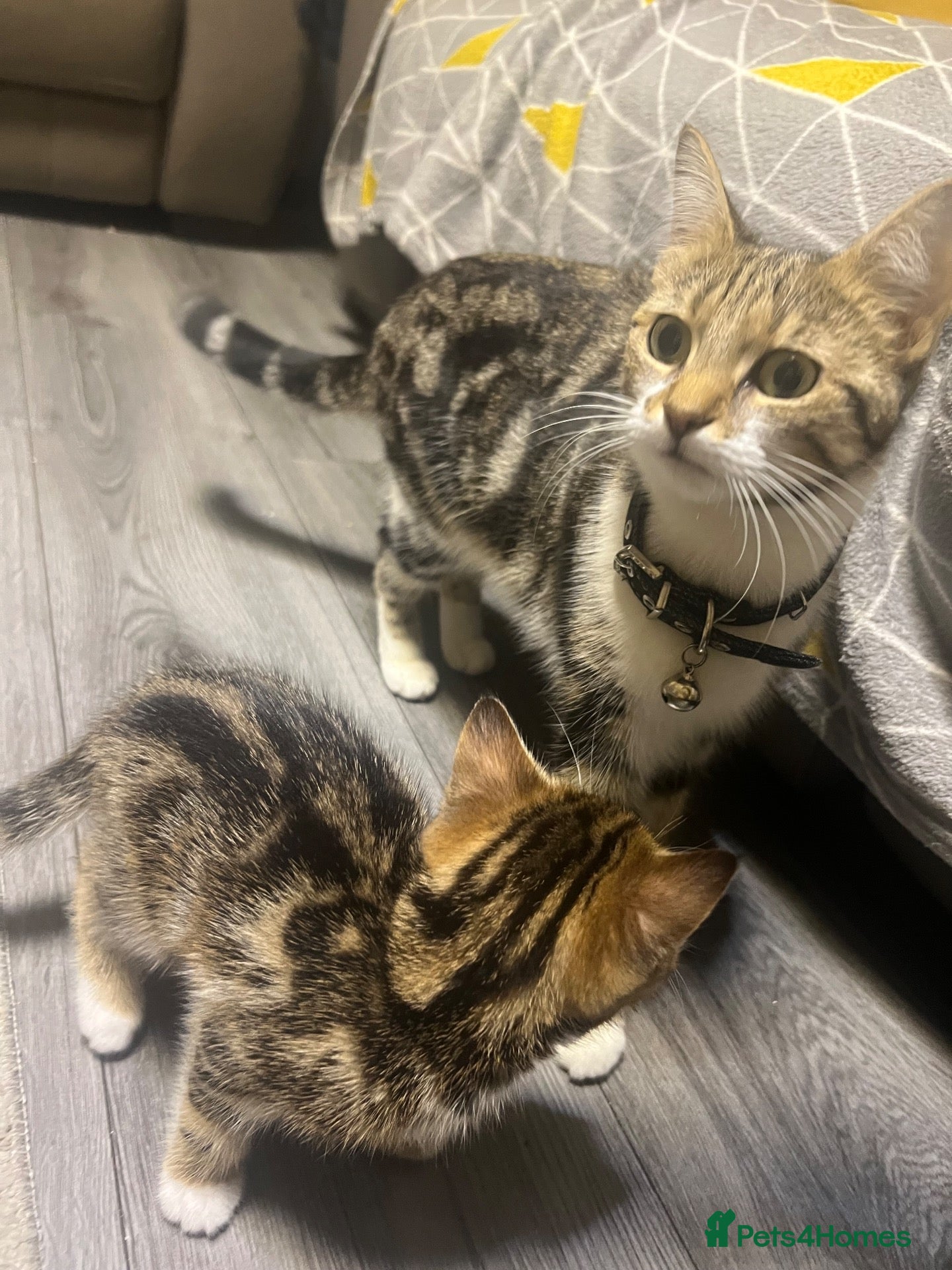 Mixed Breed cats for sale: 2 gorgeous- light brown mixed tabby kittens-Girls  - Advert 2