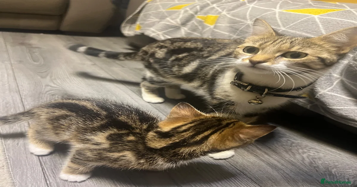 2 gorgeous- light brown mixed tabby kittens-Girls for sale in Smethwick ...
