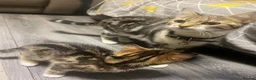 Mixed Breed cats for sale: 2 gorgeous- light brown mixed tabby kittens-Girls  - Advert 1