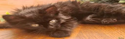 Ragdoll cats for sale: Beautiful half Ragdoll fluffy kittens - Advert 9