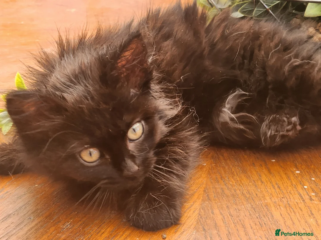 Ragdoll cats for sale: Beautiful half Ragdoll fluffy kittens - Advert 9