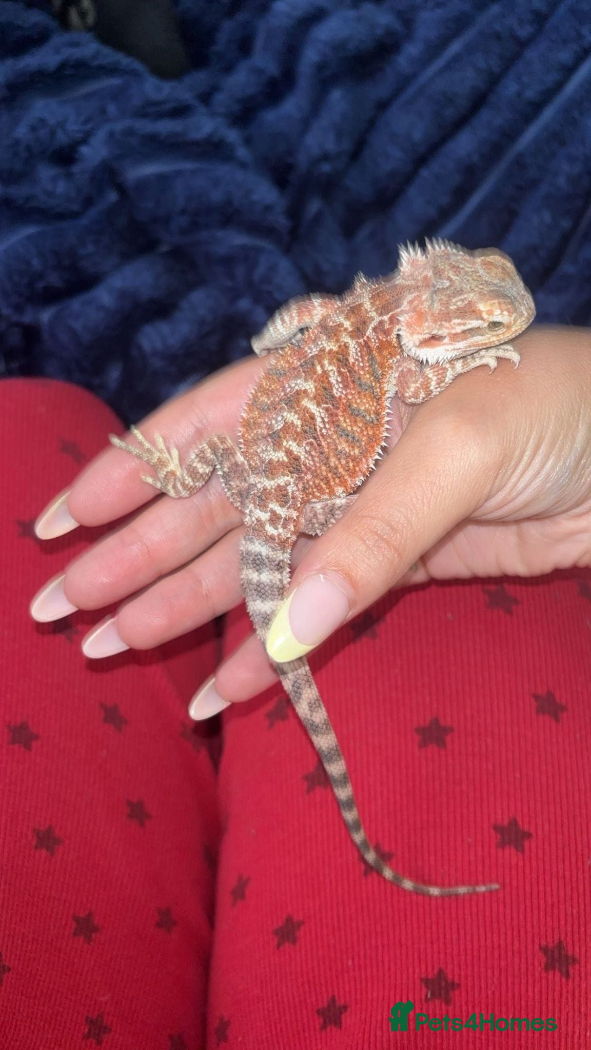 Bearded Dragon reptiles Bearded dragons  - Advert 1