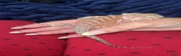 Bearded Dragon reptiles for sale: Bearded dragons  - Advert 3