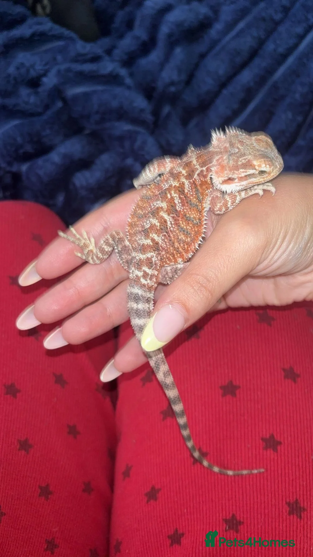 Bearded Dragon reptiles for sale: Bearded dragons  - Advert 1