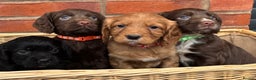 Cocker Spaniel dogs for sale: Quality Cocker Spaniel Puppies - Advert 2