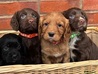 Cocker Spaniel dogs 1 boy left - Quality Cocker Spaniel Puppies - Advert 4