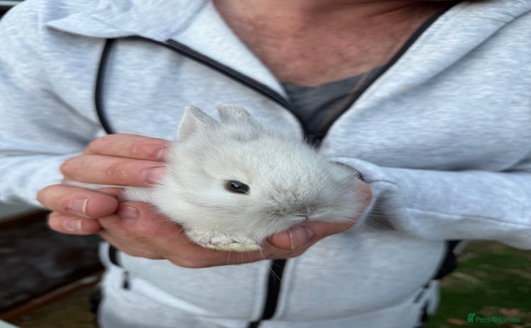 Lionhead rabbits - Advert 2
