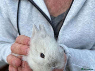 Lionhead rabbits - Advert 12