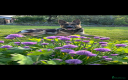 German Shepherd dogs for stud: Kc Reg fully health tested German Shepherd Stud  in Welshpool - Image 5