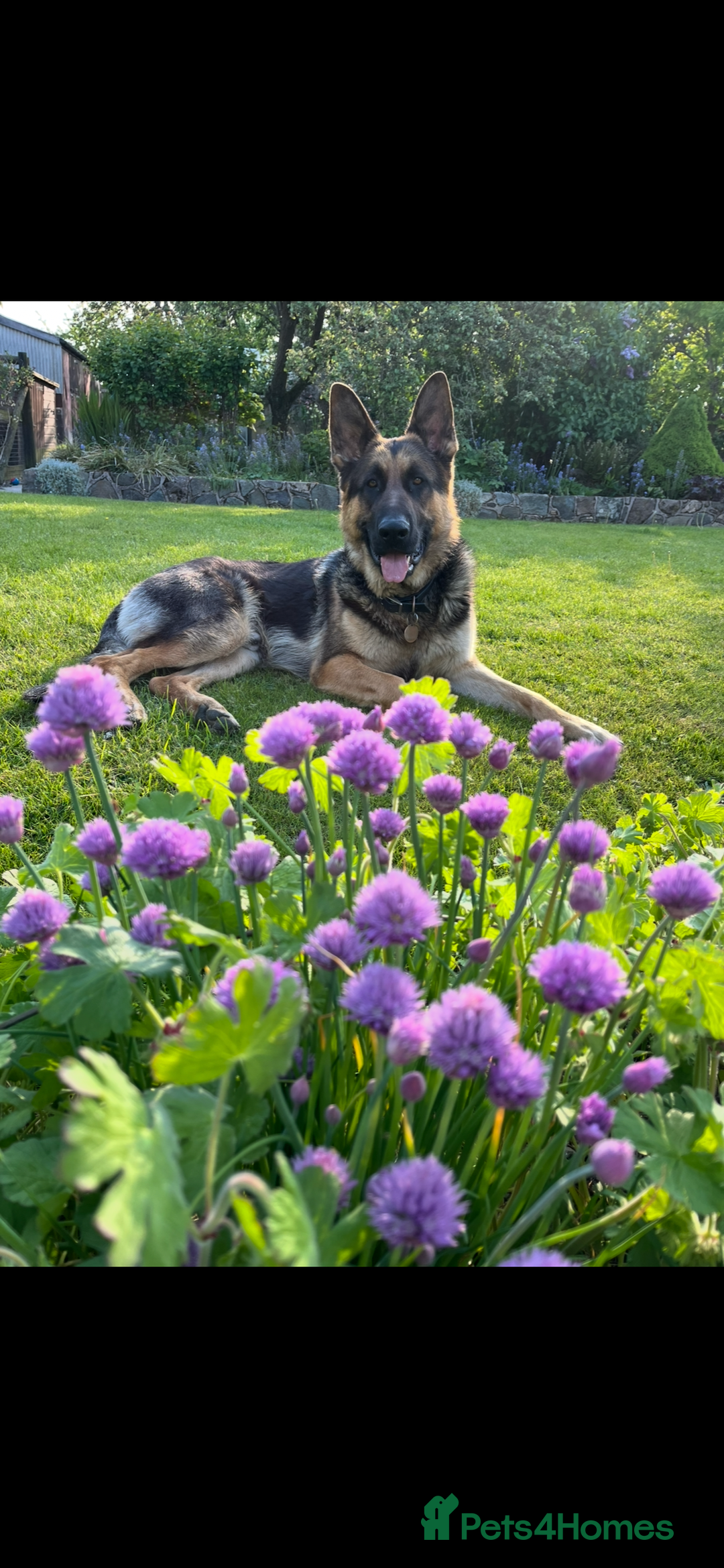 German Shepherd dogs for stud: Kc Reg fully health tested German Shepherd Stud  in Welshpool - Image 5