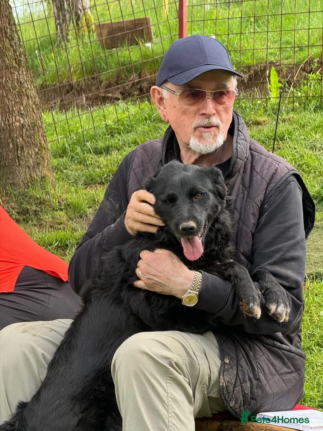 Mixed Breed dogs for adoption: Gina  in Ashford - Advert 2