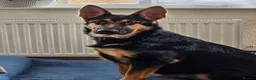 German Shepherd dogs for sale: Male German Shepherd  - Advert 1