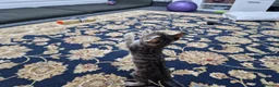 Domestic Shorthair cats for sale: Lovely, Friendly and Intelligent Cat for Sale in Paignton - Advert 4