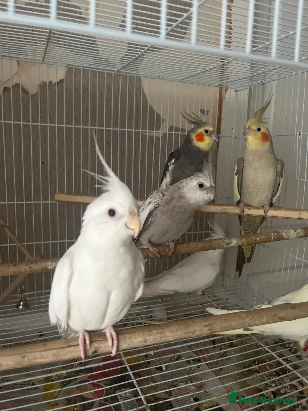 Cockatiels birds for sale: Hand tame cockatiels  - Advert 34