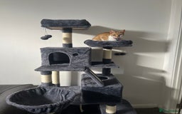 British Shorthair cats for sale: Ginger & White British Short hair  - Image 12