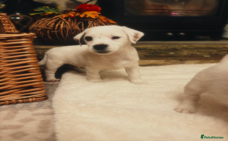 Jack Russell dogs - Advert 3