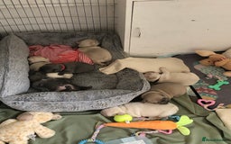 French Bulldog dogs for sale: French bulldog puppies in Manchester - Image 20