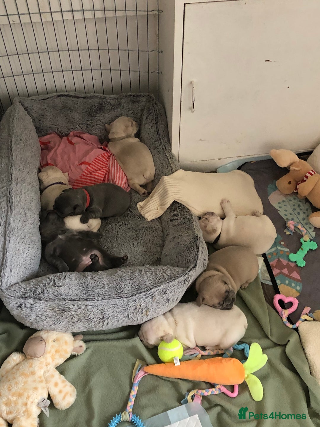 French Bulldog dogs for sale: French bulldog puppies in Manchester - Image 20