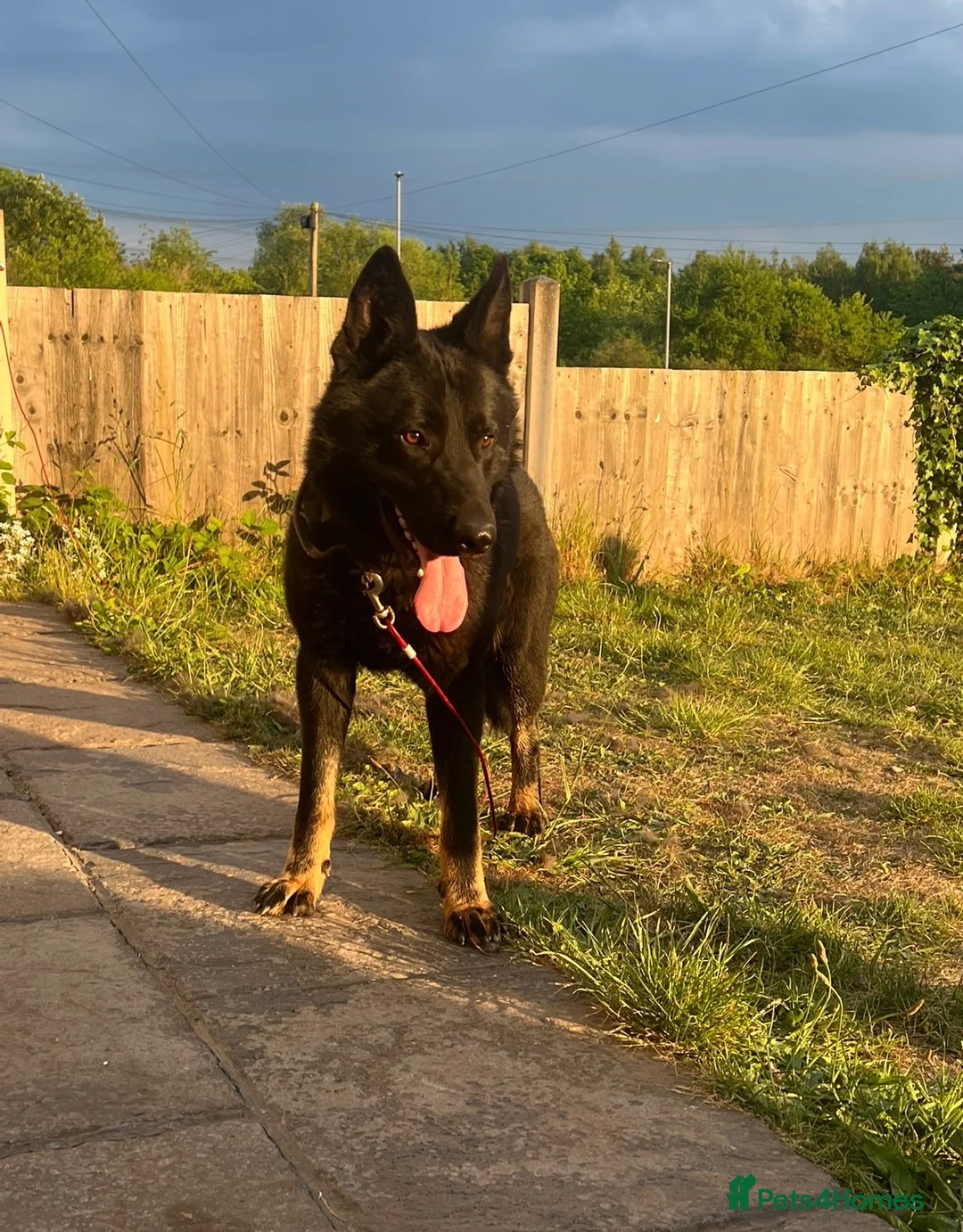 German Shepherd dogs for sale: German Shepherd male Read Add - Advert 2