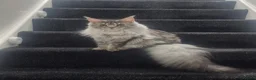 Maine Coon cats for sale:  maincoon  Active female  - Advert 1