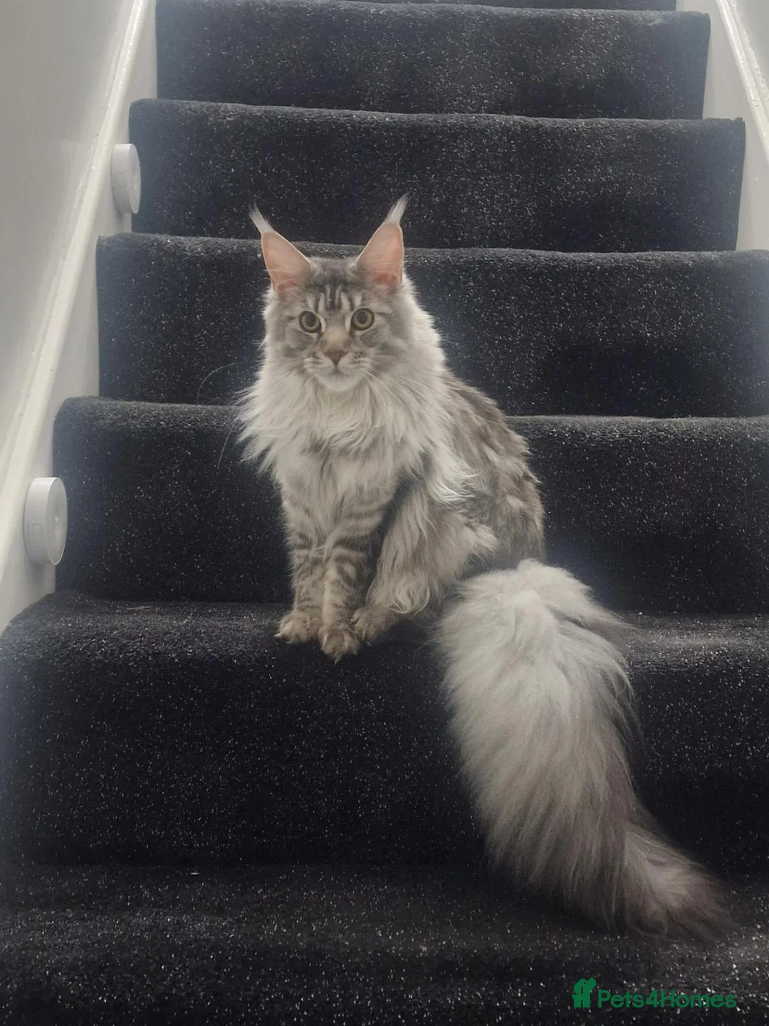 Maine Coon cats for sale:  maincoon  Active female  - Advert 1