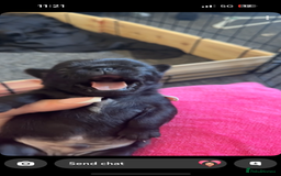 Pug dogs for sale: 7 Pug puppies  - Image 1