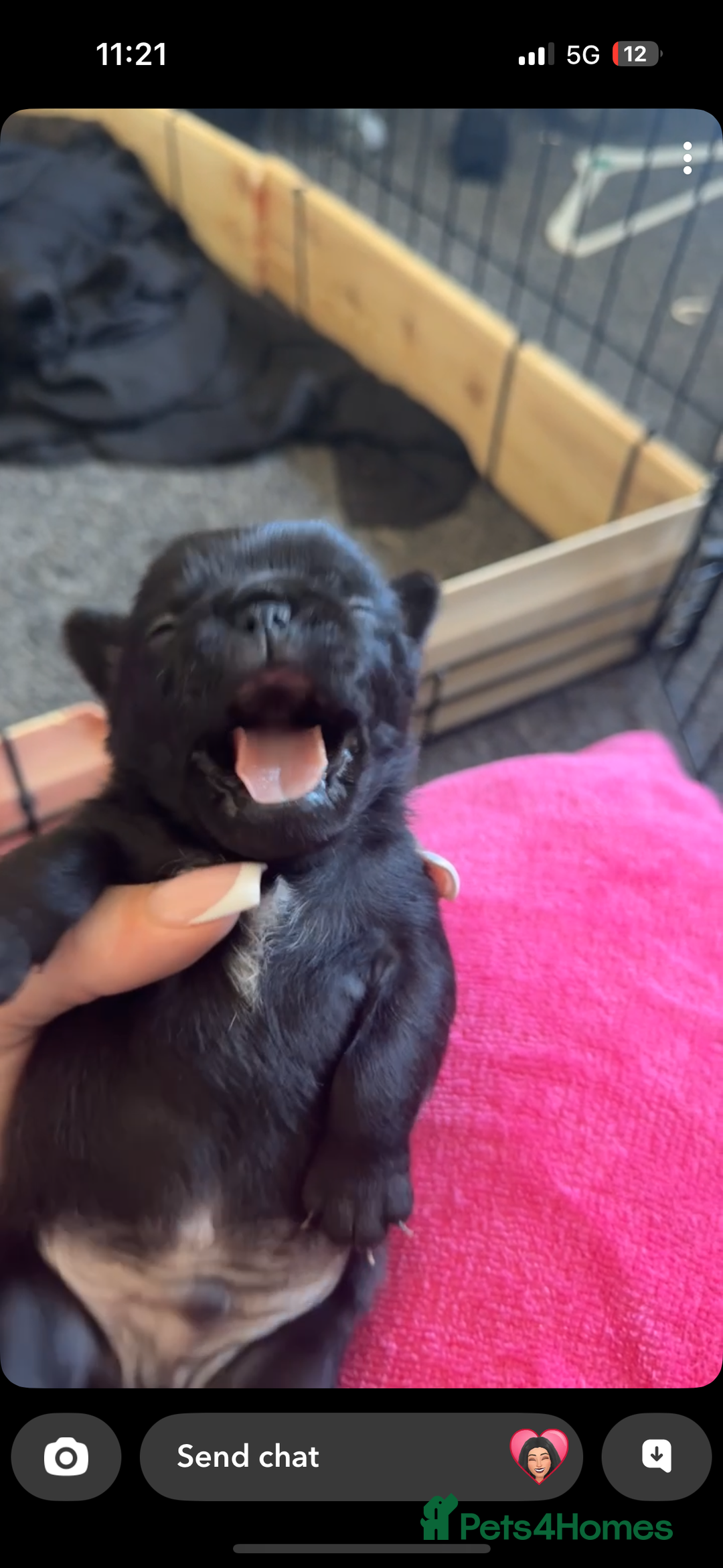 Pug dogs for sale: 7 Pug puppies  - Image 1