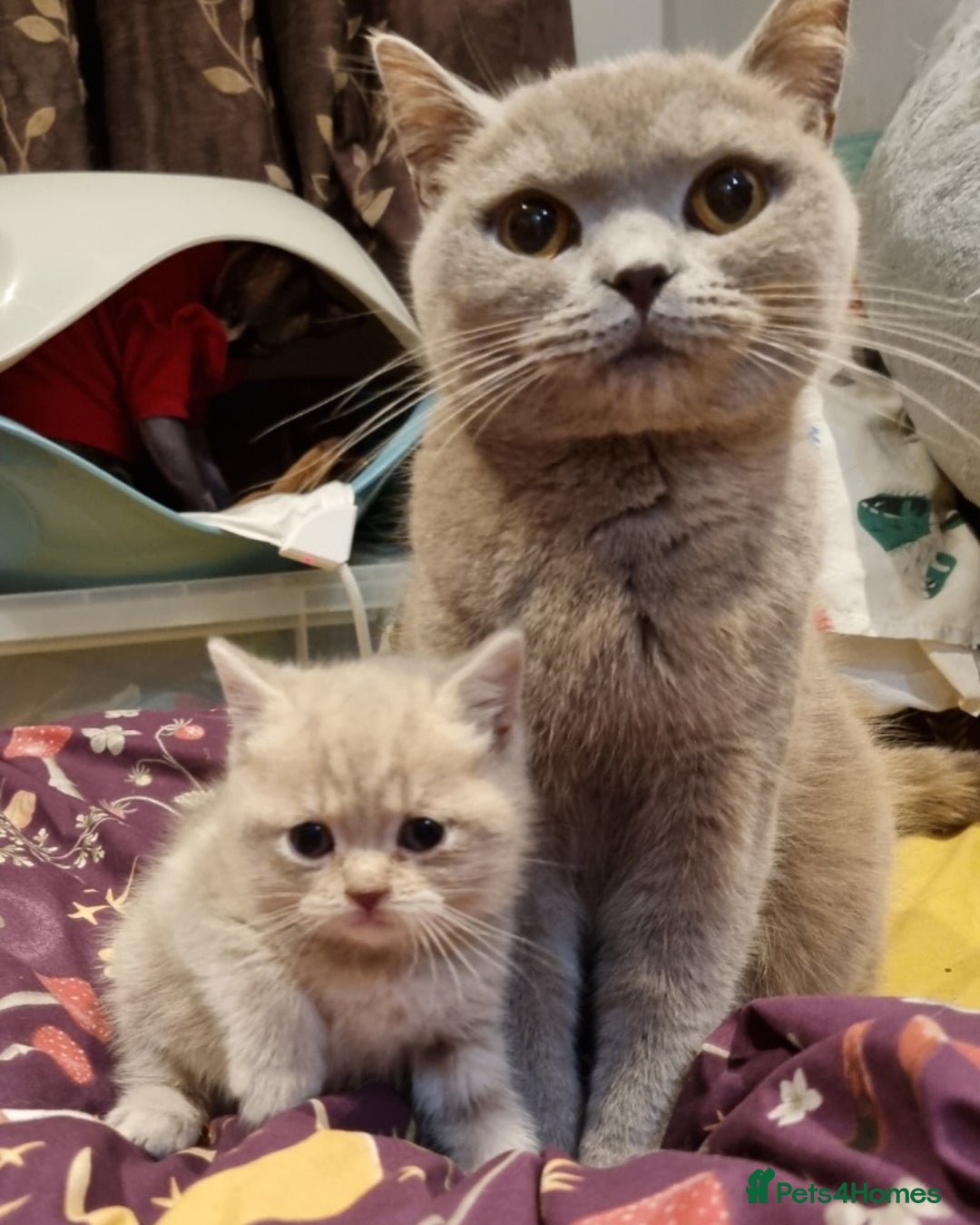 British Shorthair cats for sale: Blue & stripy, boys & girls ava British shorthairs in Eastbourne - Image 9