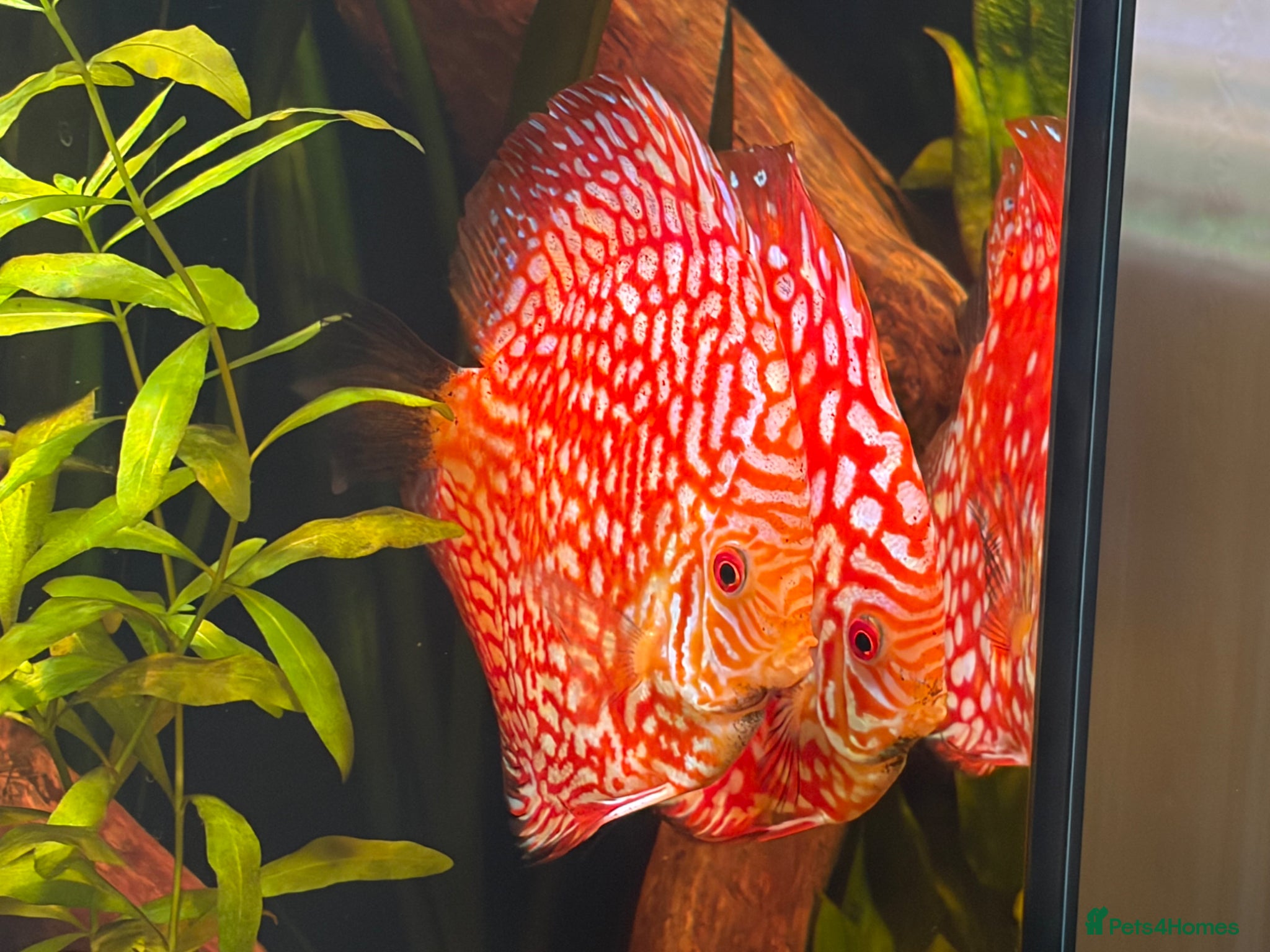 Discus fish Breeding pair of Checkerboard Pigeon Discus - Advert 1